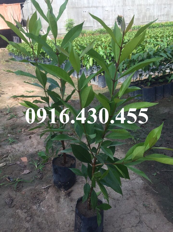 Cây giống vối nếp